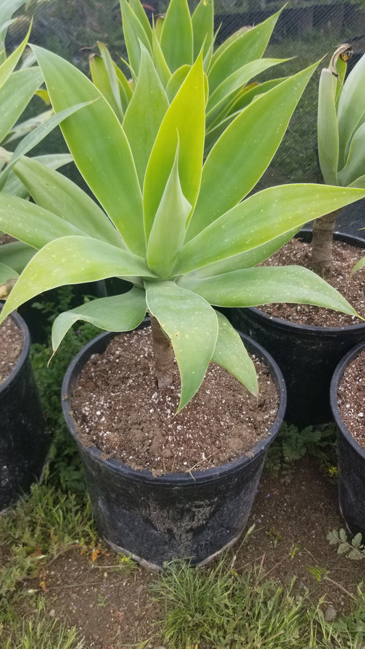 Agave Attenuata or Agave Fox Tail