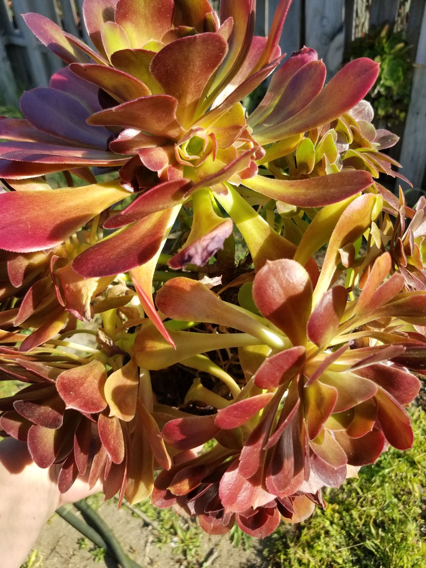 Aeonium Salad Bowl Bouquet