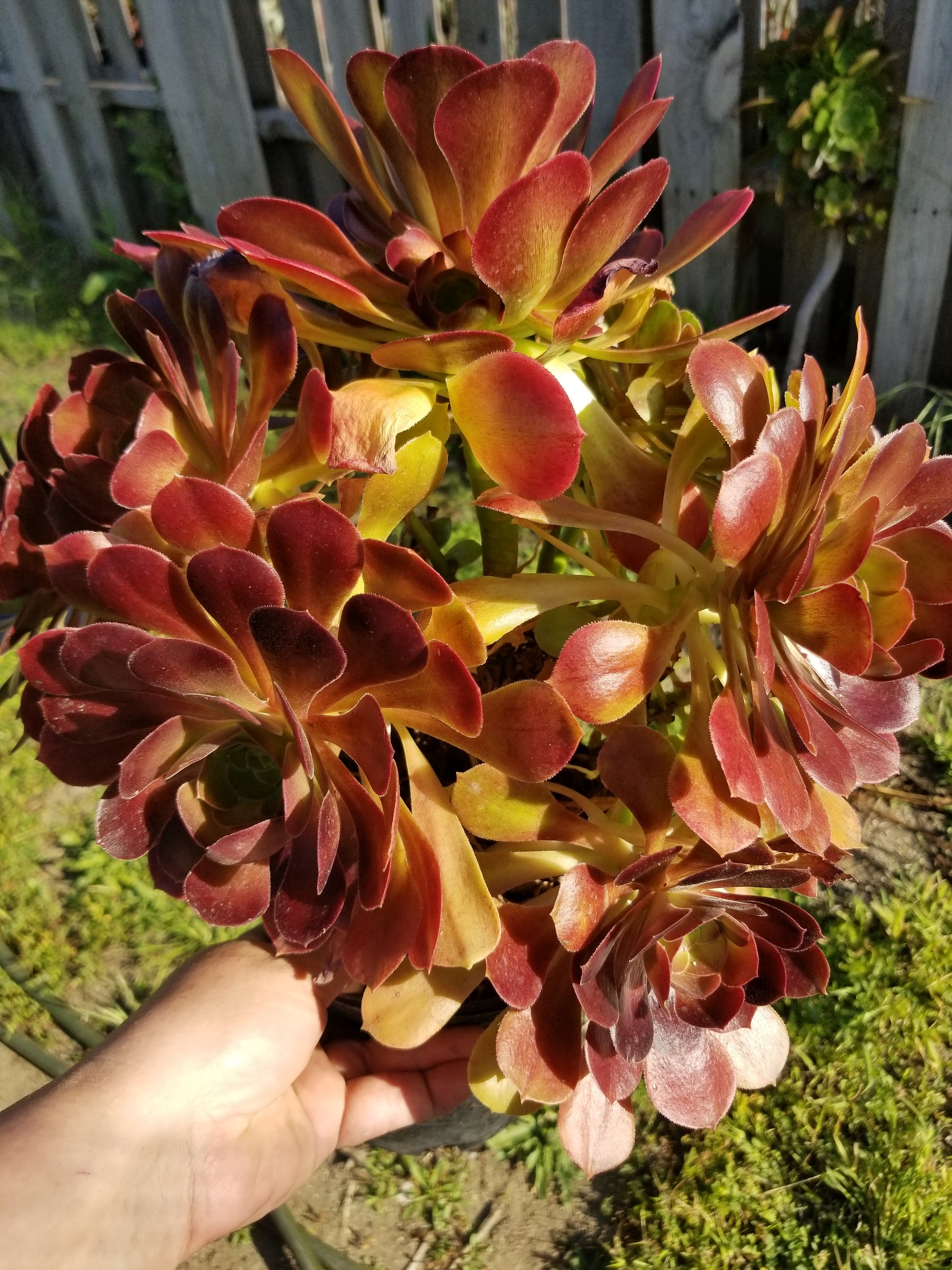 salad bowl succulent Aeonium Salad Bowl Bouquet