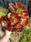 Aeonium Salad Bowl Bouquet