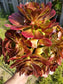 Aeonium Salad Bowl Bouquet