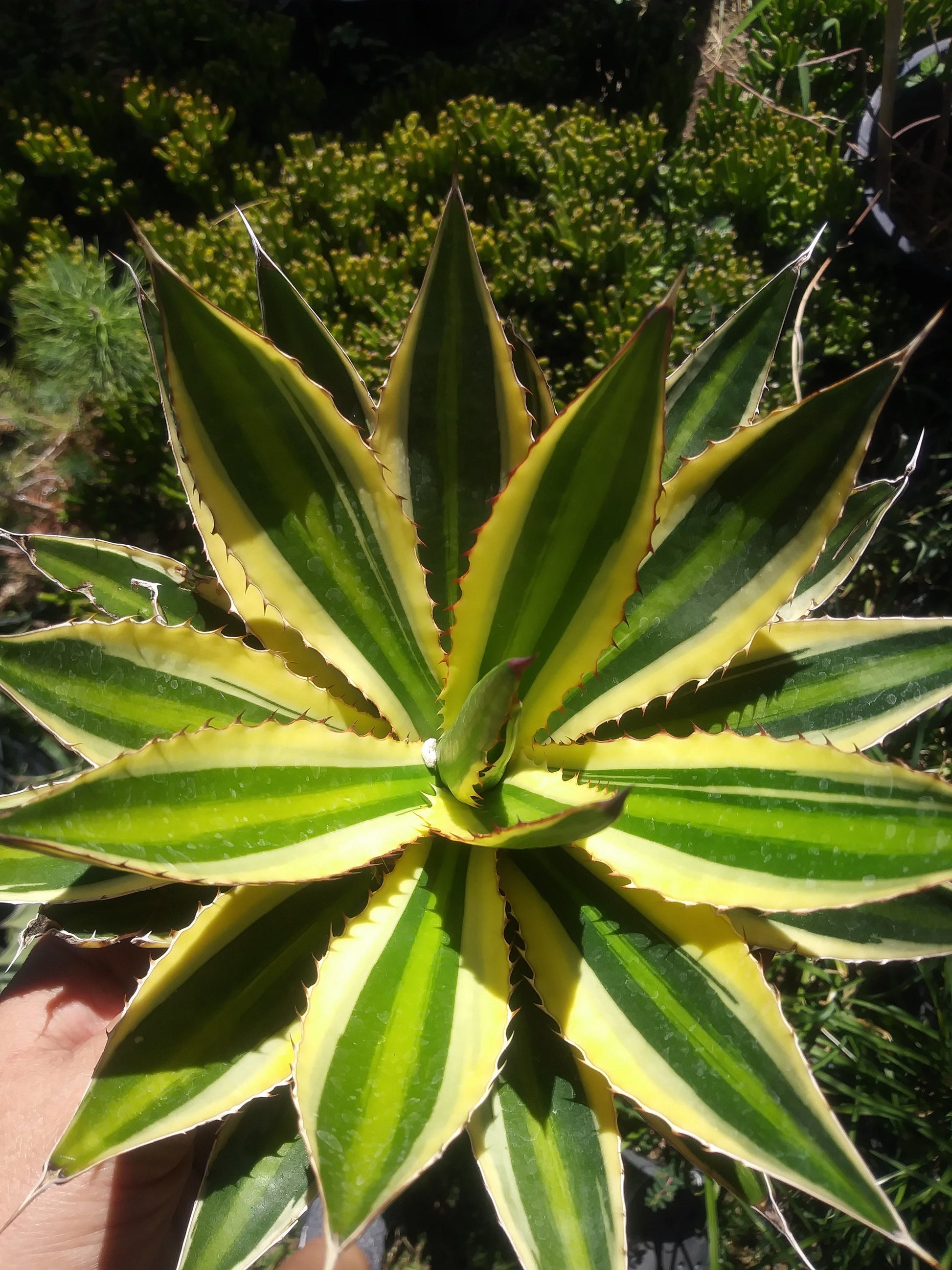 Agave Quadricolor - Beaultiful Desert Plants 