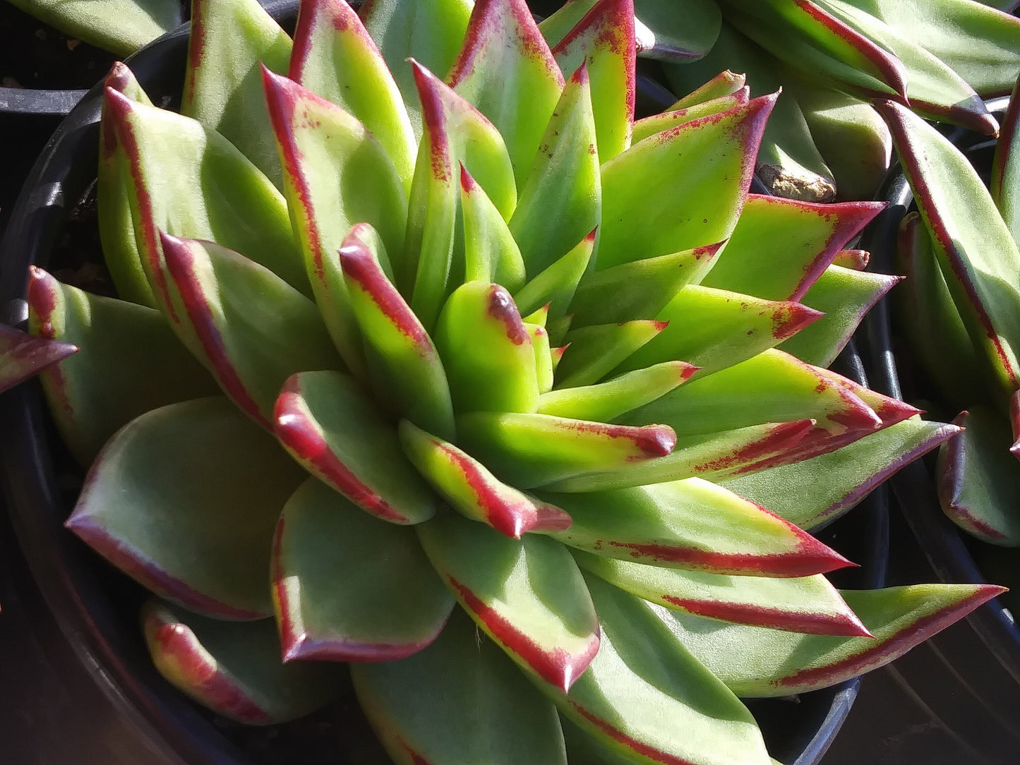 Echeveria Agavoide Lipstick - Beaultiful Desert Plants 