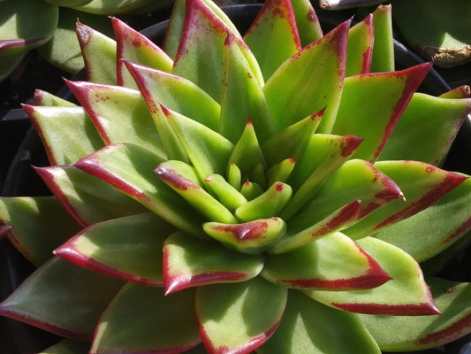 Echeveria Agavoide Lipstick - Beaultiful Desert Plants 