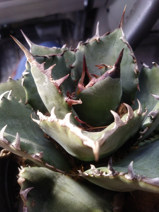 Agave Titanota Filigree - Beaultiful Desert Plants 