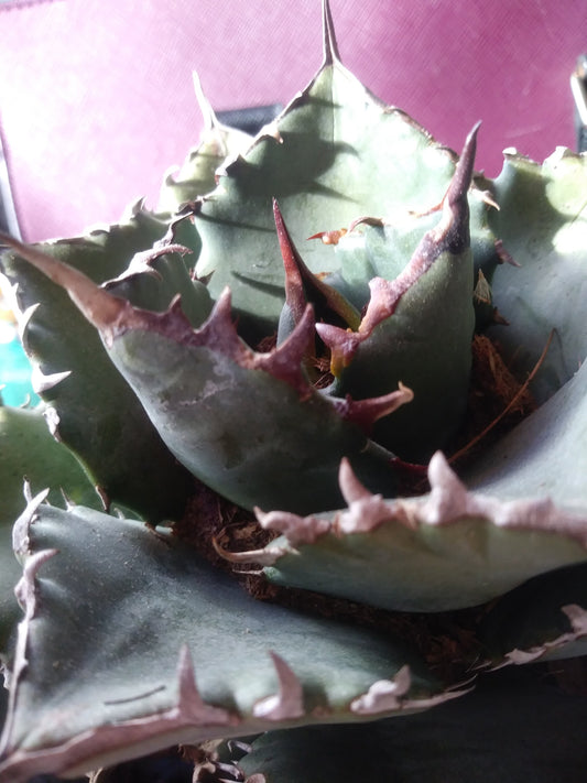 Agave Titanota Filigree - Beaultiful Desert Plants 