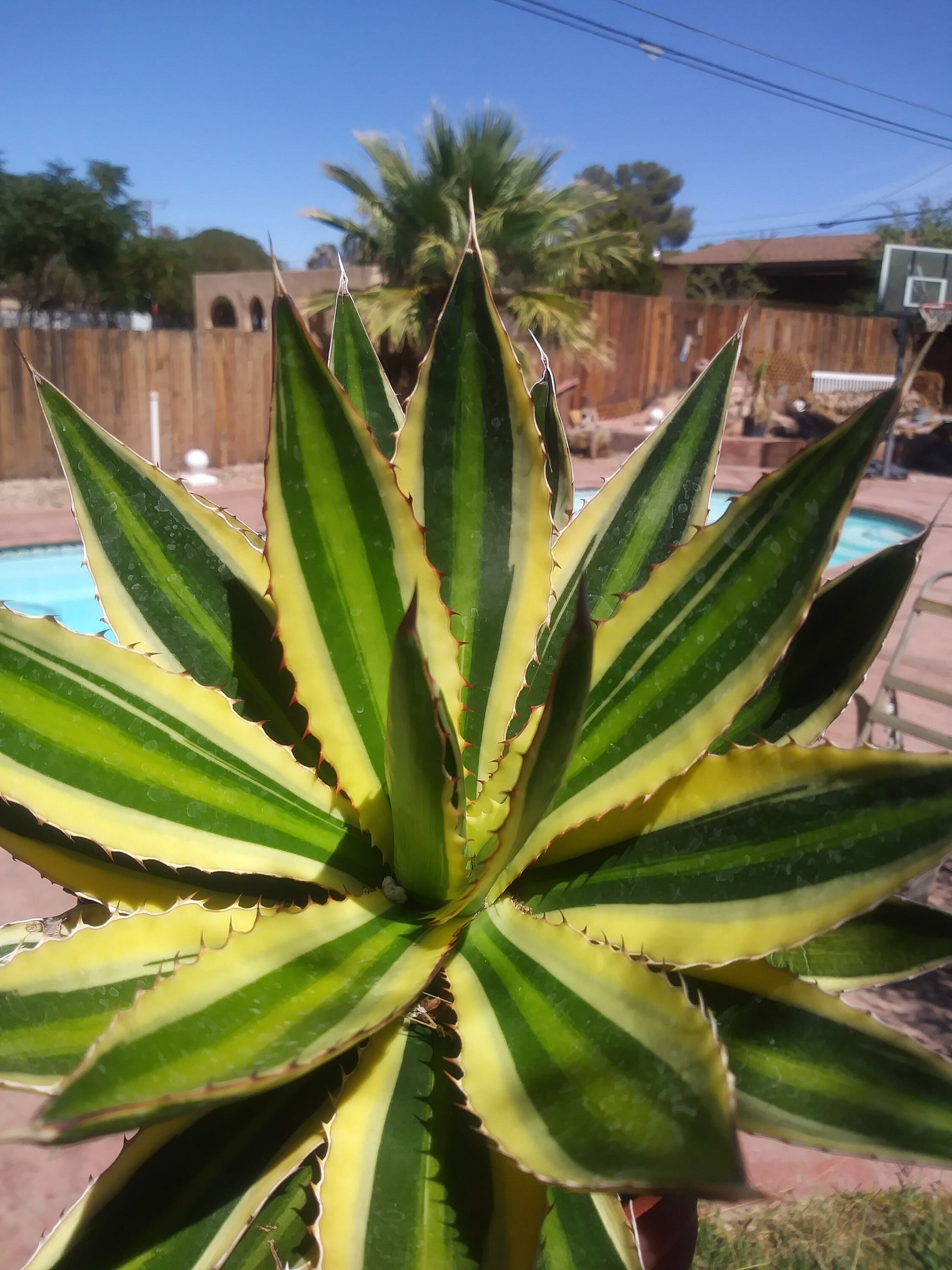 Agave Quadricolor - Beaultiful Desert Plants 