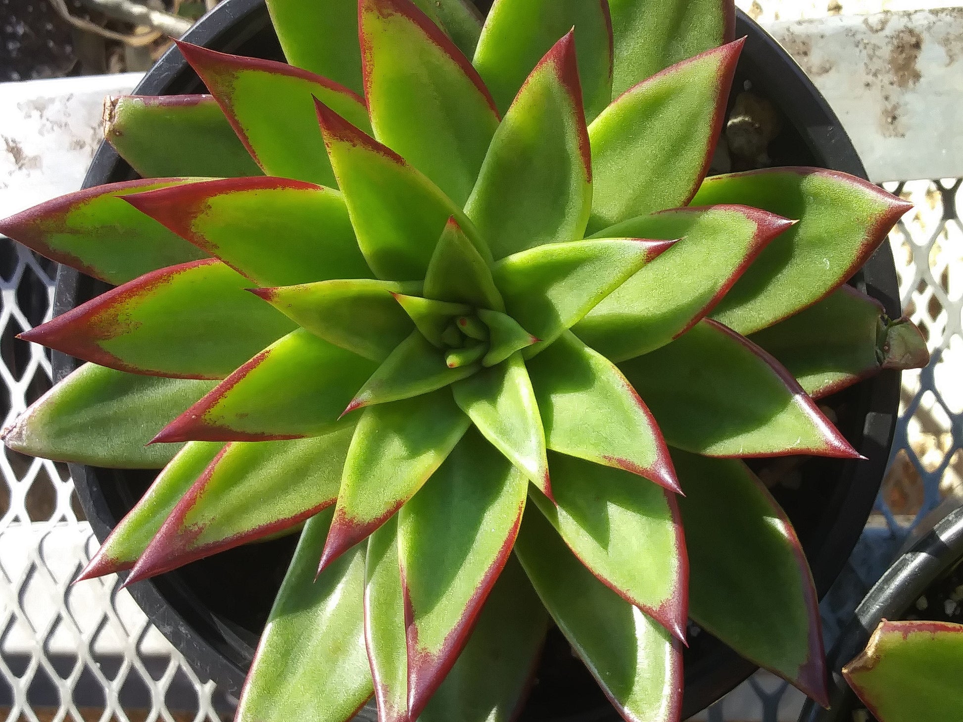 Echeveria Agavoide Lipstick - Beaultiful Desert Plants 