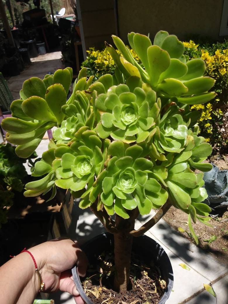 tree aeonium succulent Green Aeonium Arboreum Tree