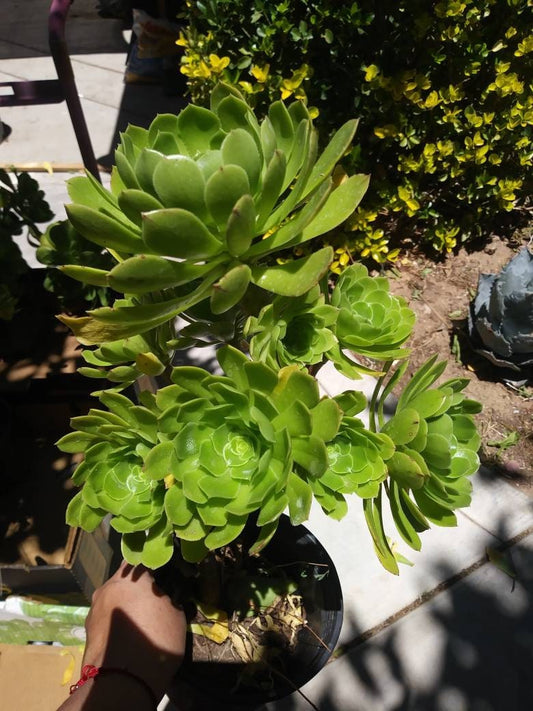 Green Aeonium Arboreum Tree - Beaultiful Desert Plants 