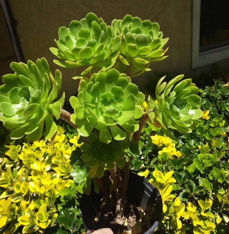 green aeonium succulent Green Aeonium Arboreum Tree – Beaultiful Desert Plants