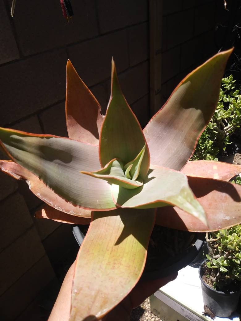 Aloe Coral Striata - Beaultiful Desert Plants 