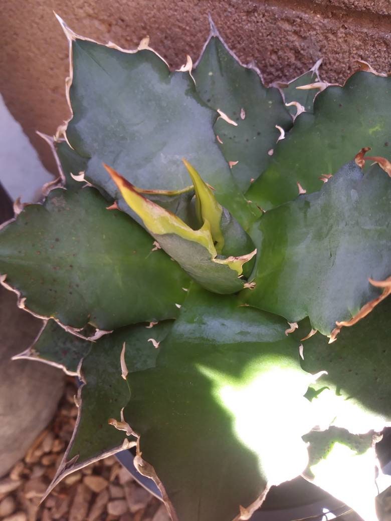 Agave Titanota Filigree - Beaultiful Desert Plants 