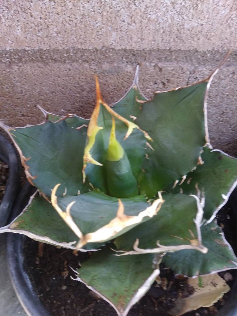 Agave Titanota Filigree - Beaultiful Desert Plants 
