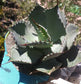 4" baby agave potatorum