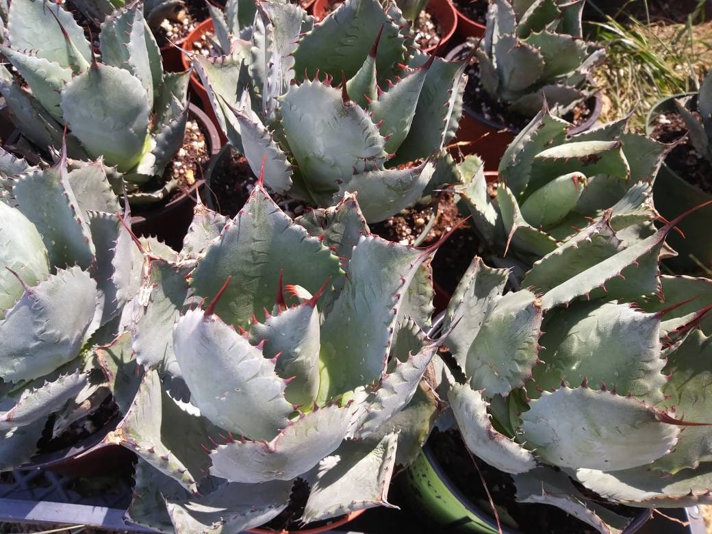 4" baby agave potatorum