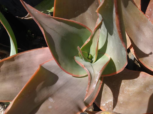 Aloe Coral Striata - Beaultiful Desert Plants 