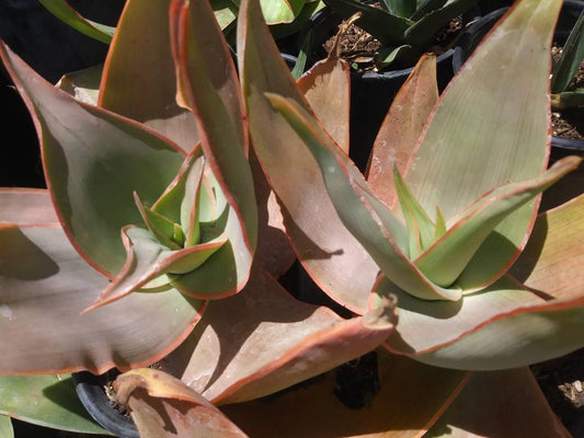 Aloe Coral Striata - Beaultiful Desert Plants 