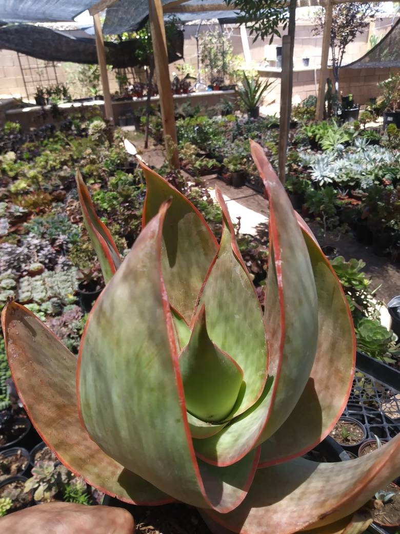 Aloe Coral Striata - Beaultiful Desert Plants 