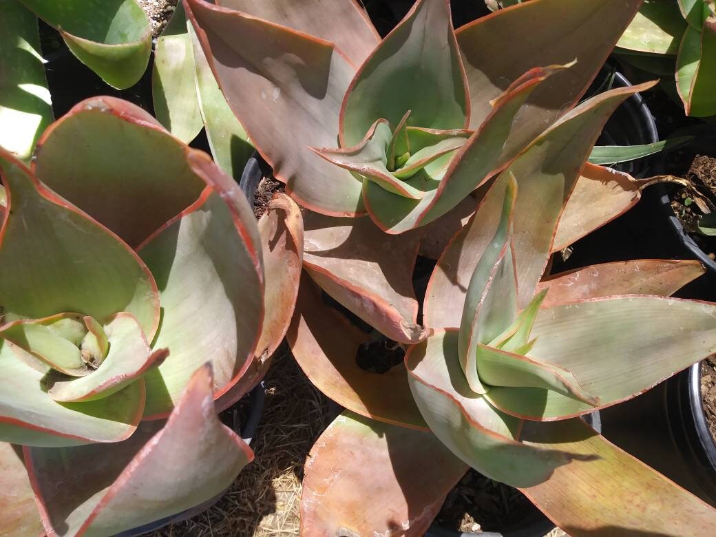 Aloe Coral Striata - Beaultiful Desert Plants 