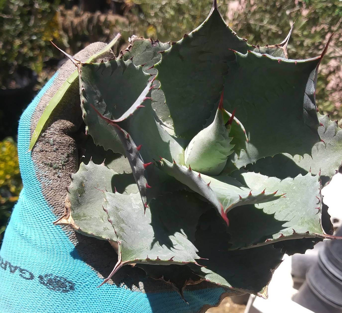 4" baby agave potatorum