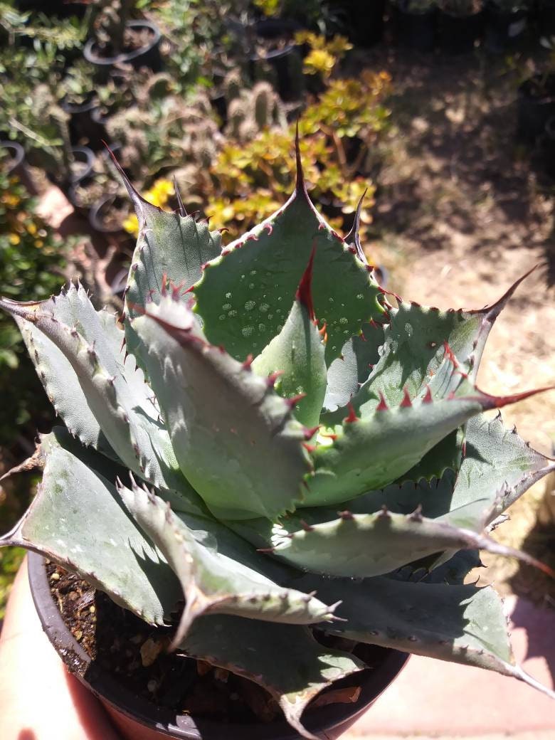 4" baby agave potatorum