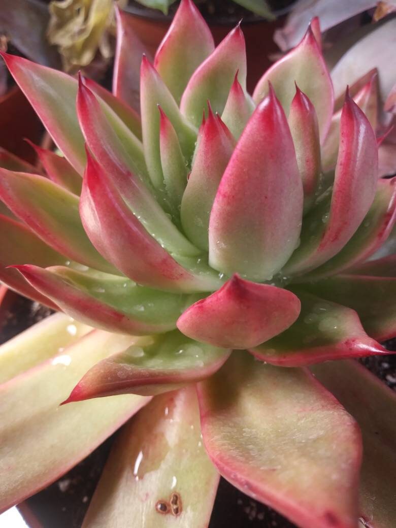 Echeveria Agavoide Frank Reinelt - Beaultiful Desert Plants 