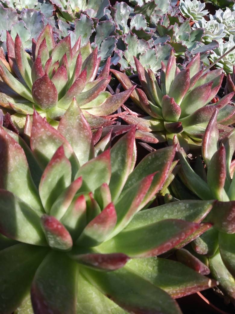 Echeveria Agavoide Frank Reinelt - Beaultiful Desert Plants 