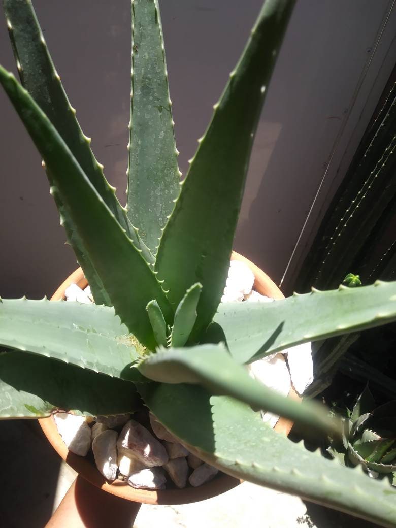 Aloe Vera - Beaultiful Desert Plants 