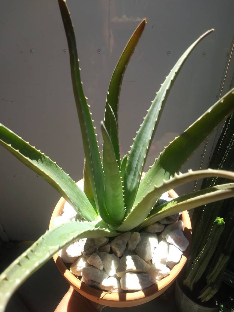 Aloe Vera - Beaultiful Desert Plants 