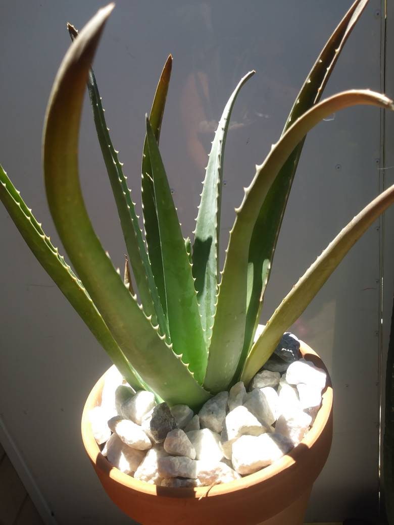 Aloe Vera - Beaultiful Desert Plants 