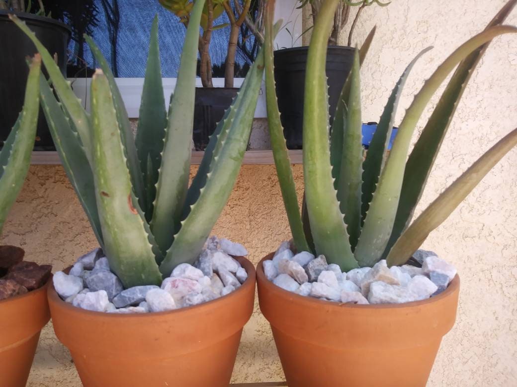 Aloe Vera - Beaultiful Desert Plants 