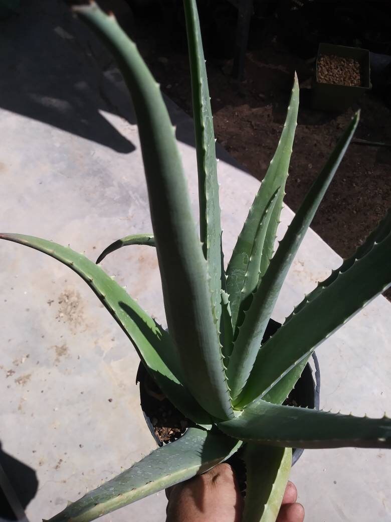 is aloe vera a desert plant Aloe Vera
