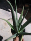 Aloe Vera - Beaultiful Desert Plants 