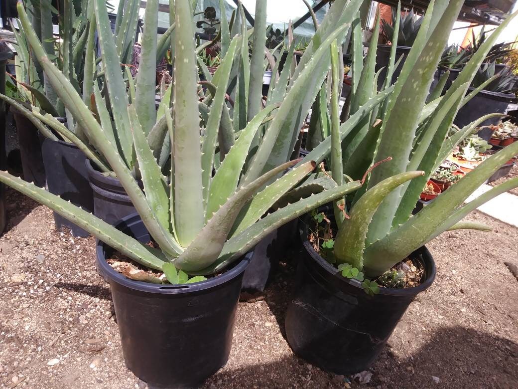 aloe vera plant in the desert Aloe Vera