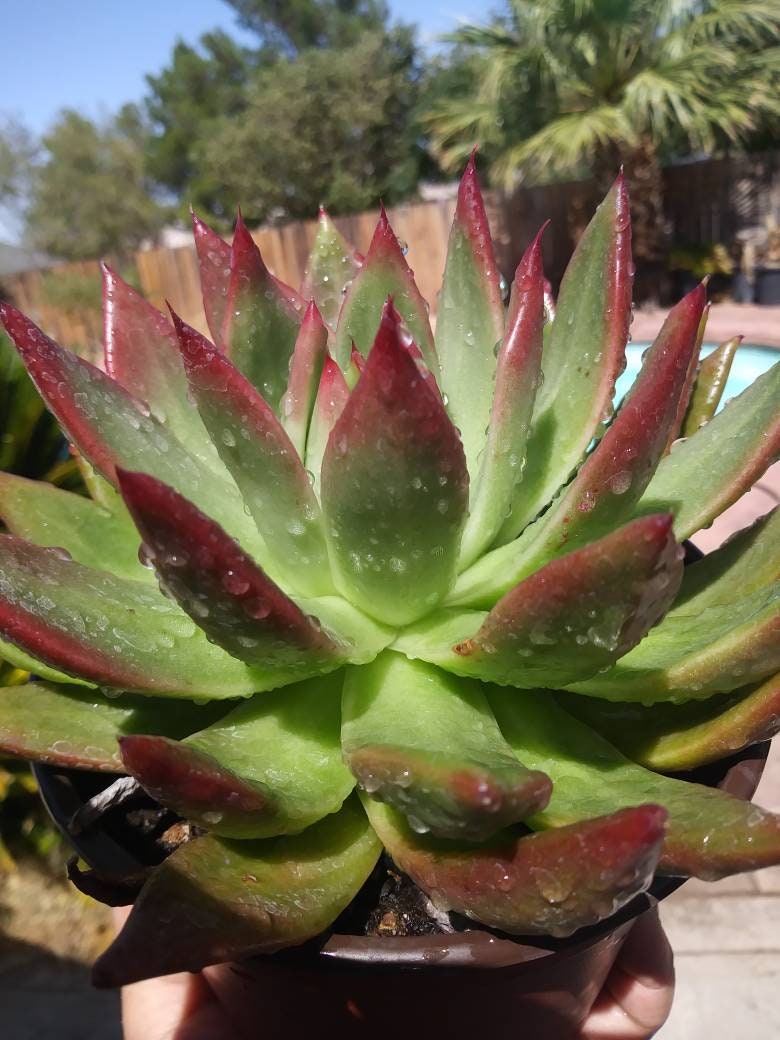 Echeveria Agavoide Frank Reinelt - Beaultiful Desert Plants 