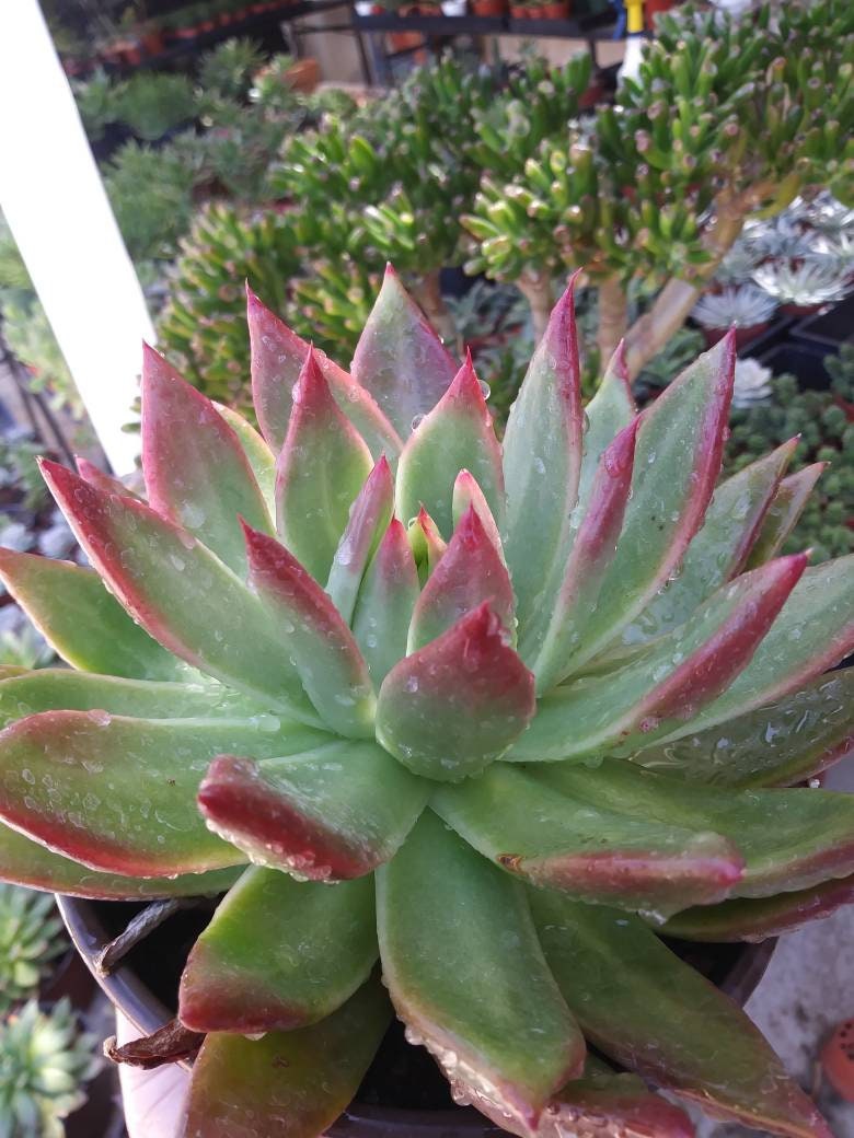 Echeveria Agavoide Frank Reinelt - Beaultiful Desert Plants 