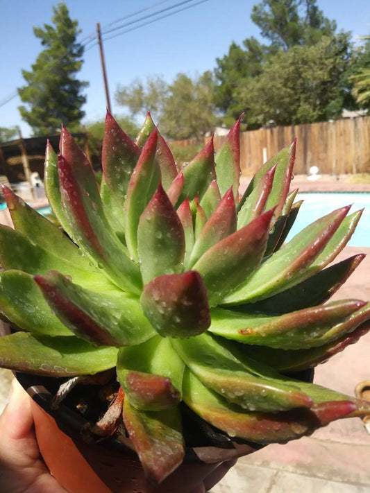 Echeveria Agavoide Frank Reinelt - Beaultiful Desert Plants 