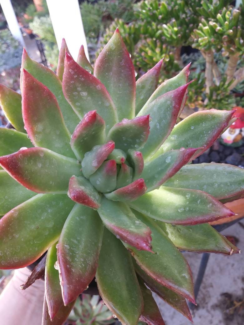 Echeveria Agavoide Frank Reinelt - Beaultiful Desert Plants 