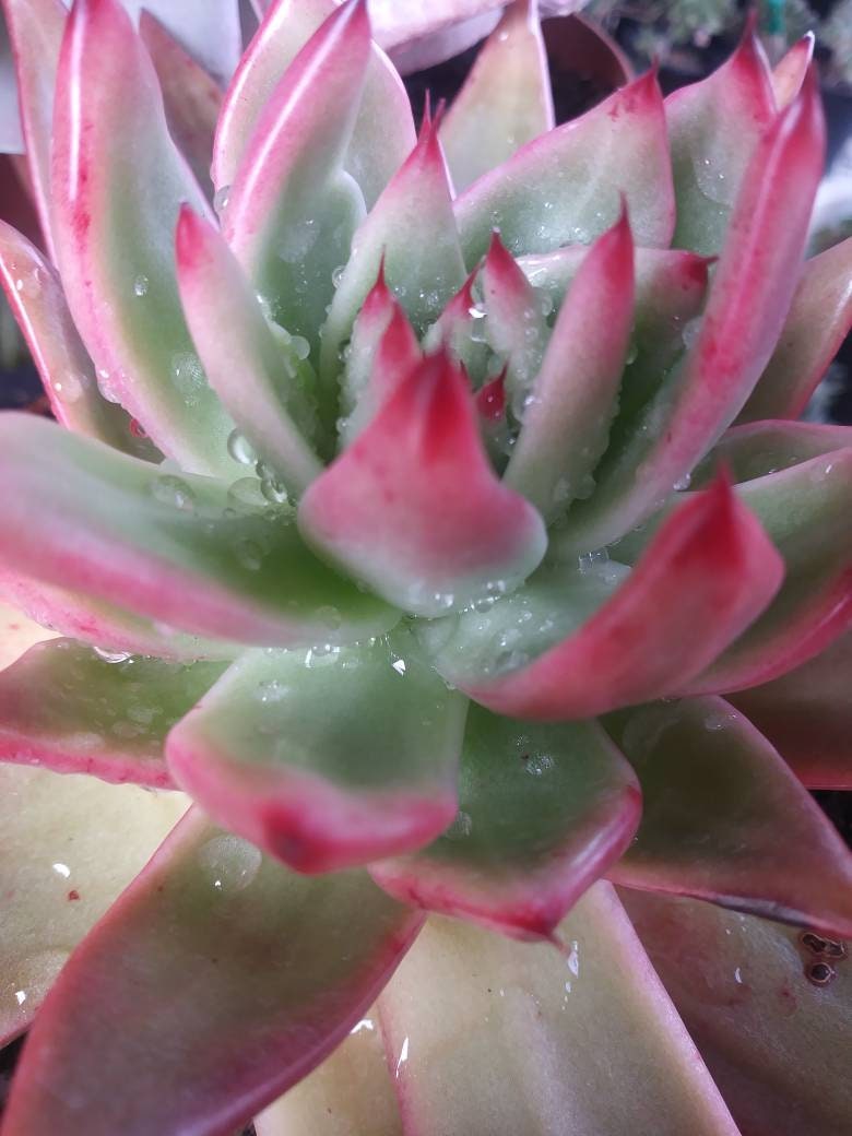 Echeveria Agavoide Frank Reinelt - Beaultiful Desert Plants 