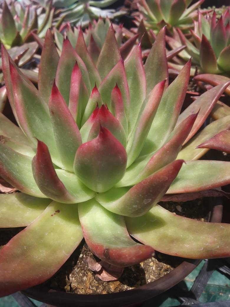 Echeveria Agavoide Frank Reinelt - Beaultiful Desert Plants 