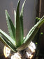 Aloe Vera - Beaultiful Desert Plants 