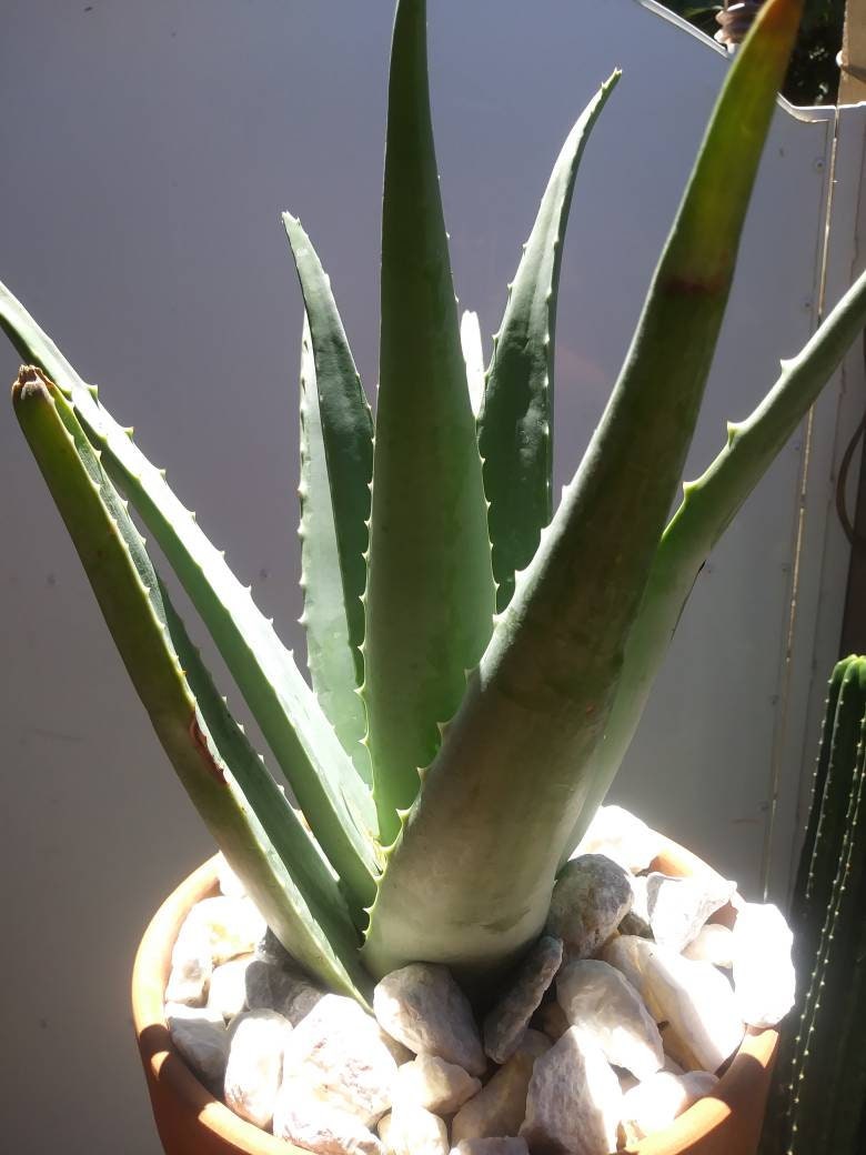 is aloe vera a desert plant Aloe Vera