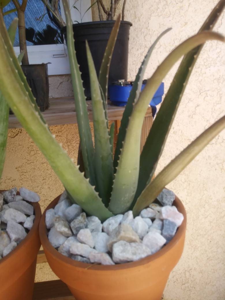 Aloe Vera - Beaultiful Desert Plants 