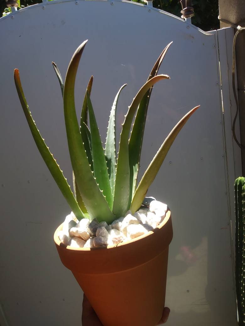 is aloe vera a desert plant Aloe Vera – Beaultiful Desert Plants