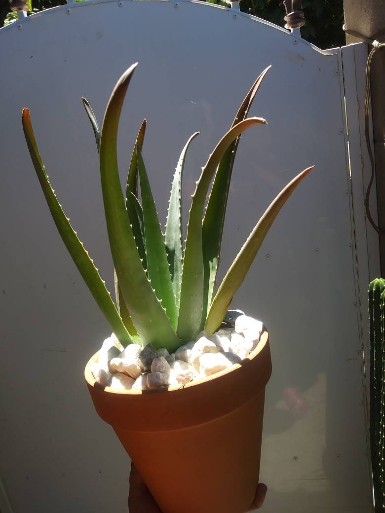 Aloe Vera - Beaultiful Desert Plants 