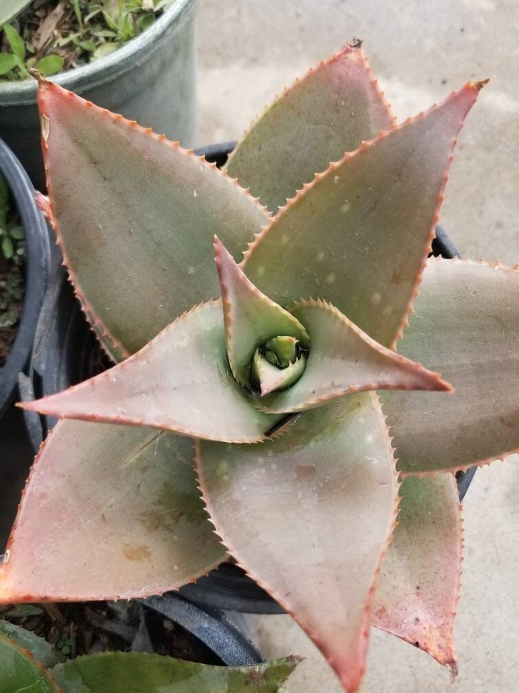 Aloe Striata Hybrid - Beaultiful Desert Plants 