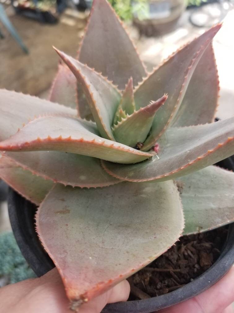 Aloe Striata Hybrid - Beaultiful Desert Plants 