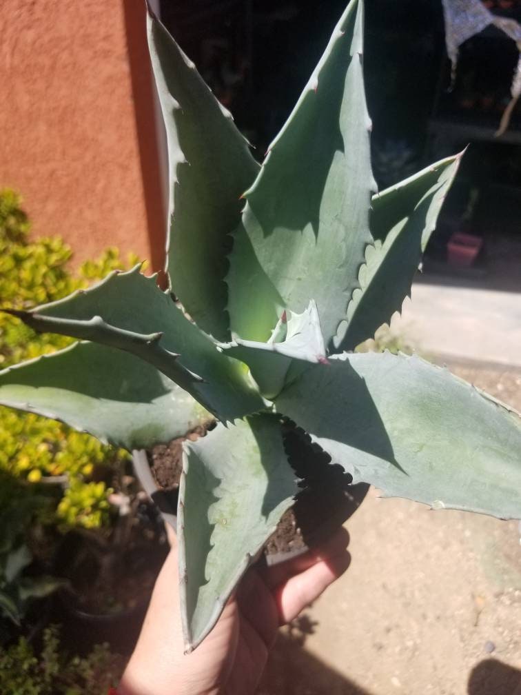 Blue Agave Americana - Beaultiful Desert Plants 