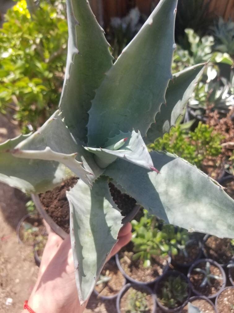 Blue Agave Americana - Beaultiful Desert Plants 